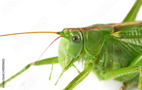 Orthoptera-Tettigoniidae, bush cricket, "long-horned grasshoppers" isolated on white, side view © dule964
