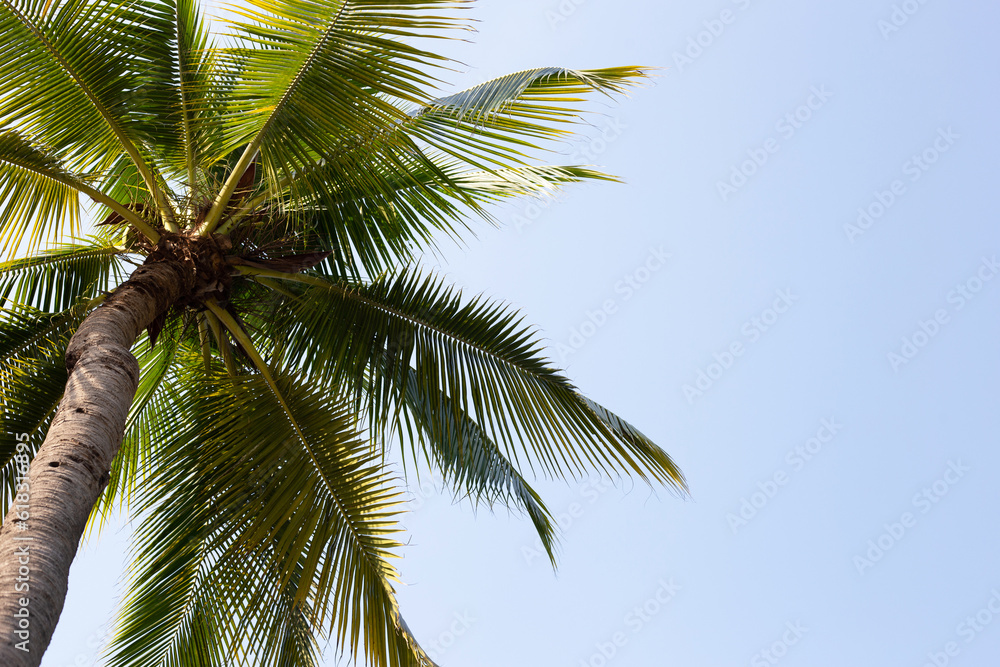 Coconut palm tree with blue sky Coconut palm tree with blue sky
