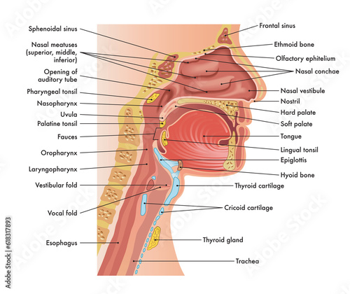 Medical diagram of anatomy of nose, mouth, larynx, and pharynx, with annotations.
