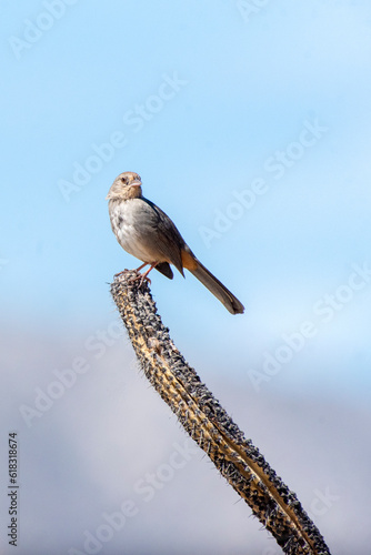 California towhee (Melozone crissalis) perching in Baja California Sur, Mexico