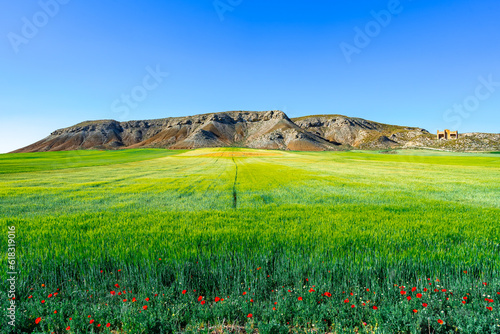 Paisaje de campo de trigo verde, con montañas al fondo, un día soleado con cielo azul.