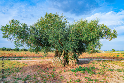 Photos Olivo centenario en el campo español, un día soleado con cielo azul