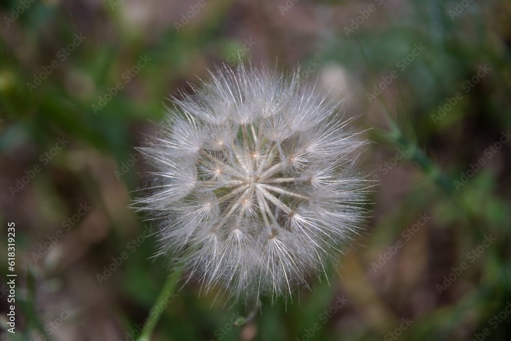 Closed Bud of a dandelion. Dandelion white flowers in green grass.