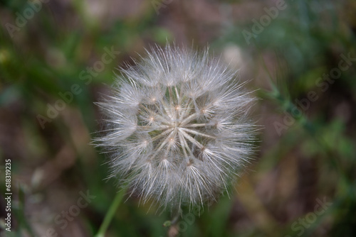 Closed Bud of a dandelion. Dandelion white flowers in green grass.