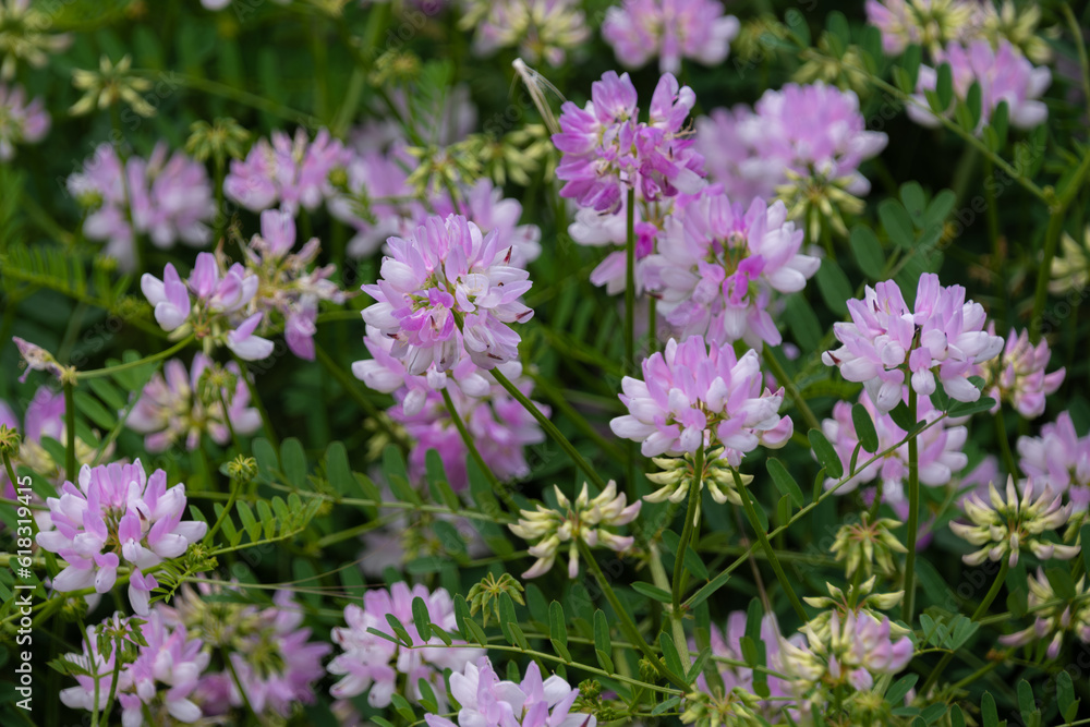 Securigera varia (synonym Coronilla varia), commonly known as crownvetch or purple crown vetch Securigera varia (synonym Coronilla varia), commonly known as crownvetch or purple crown vetch