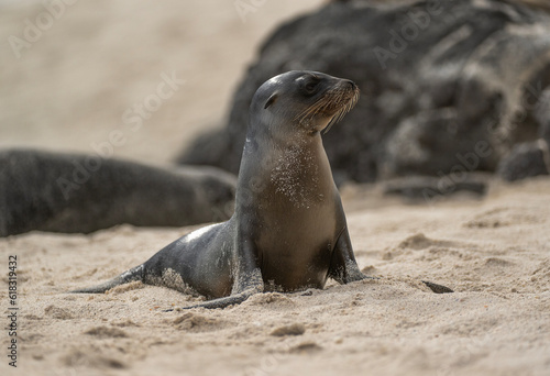 Galapagos Sea-Lion