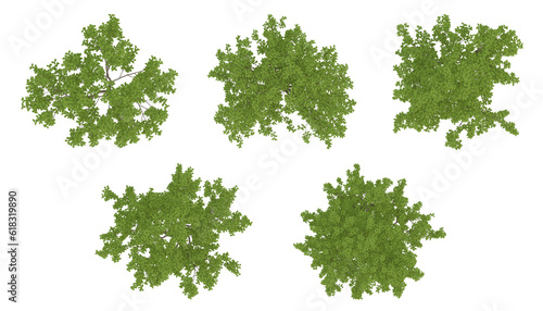 Green trees on top view isolated on transparent background  2d plants  3d render illustration.