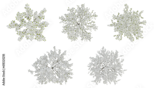 White trees on top view isolated on transparent background, 2d plants, 3d render illustration.