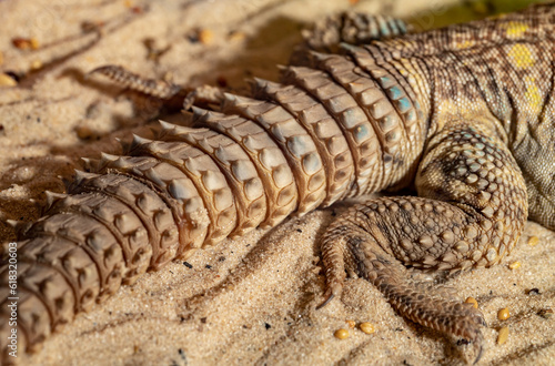 Decorated spike tail. Uromastyx ornata. Close-up.