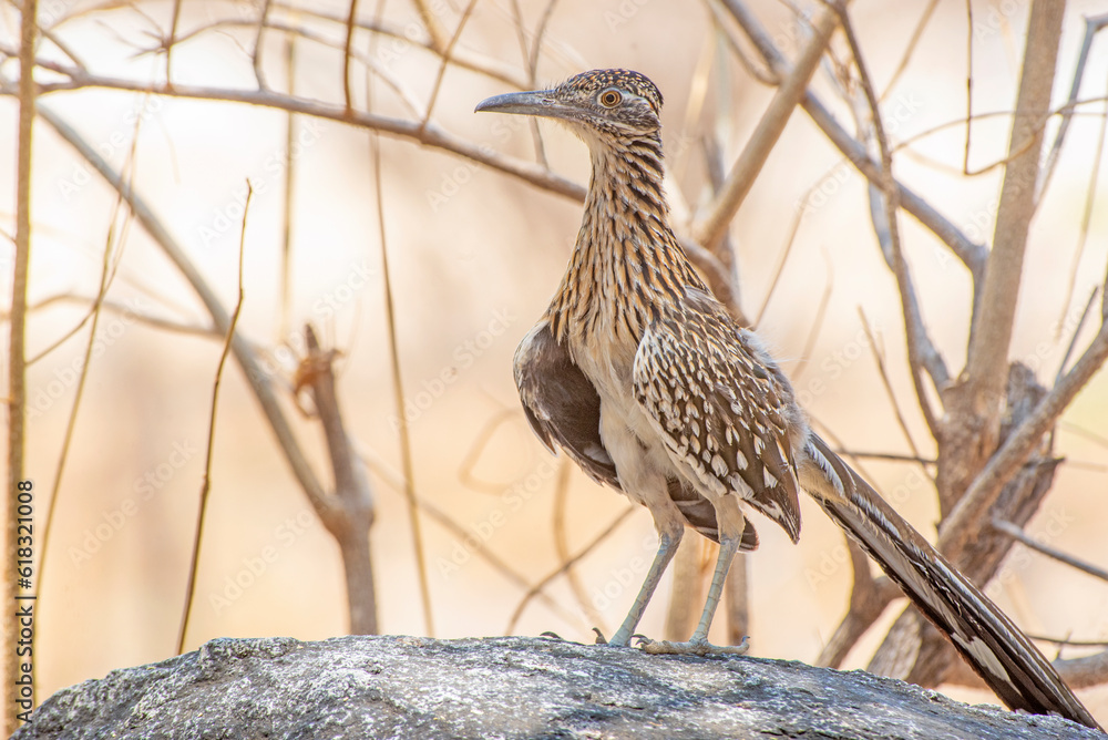 Greater Roadrunner (Geococcyx californianus) on a hunt for lizards in Baja California Sur, Mexico Greater Roadrunner (Geococcyx californianus) on a hunt for lizards in Baja California Sur, Mexico