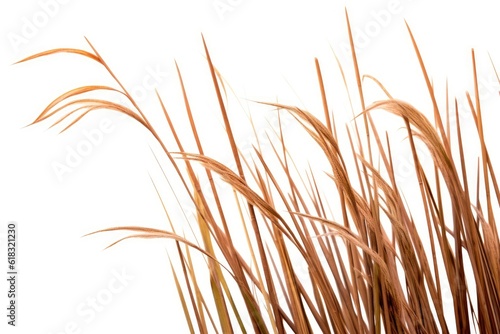 stock photo of reeds white isolated background Generative AI