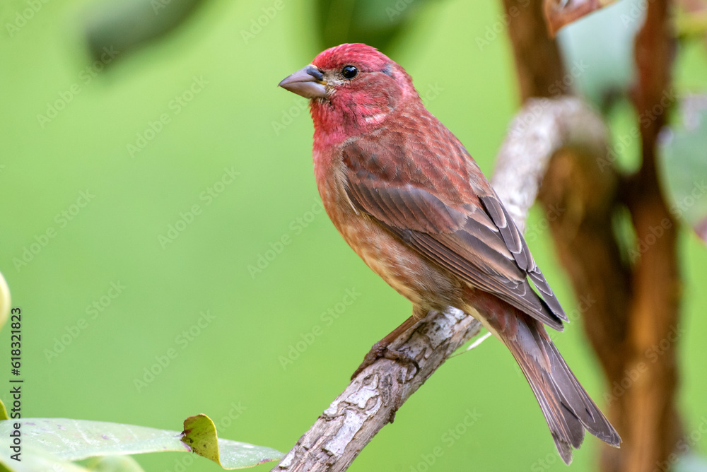 purple finch (Haemorhous purpureus) purple finch (Haemorhous purpureus)