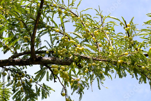 Phyllanthus emblica tree with fruits (Indian Gooseberry, Amla)