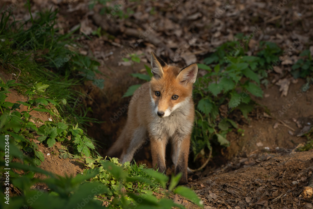 Red fox near the burrow. Small foxes in the european forest are playing. Wildlife in Europe. Cute small animals during day. Red fox near the burrow. Small foxes in the european forest are playing. Wildlife in Europe. Cute small animals during day.