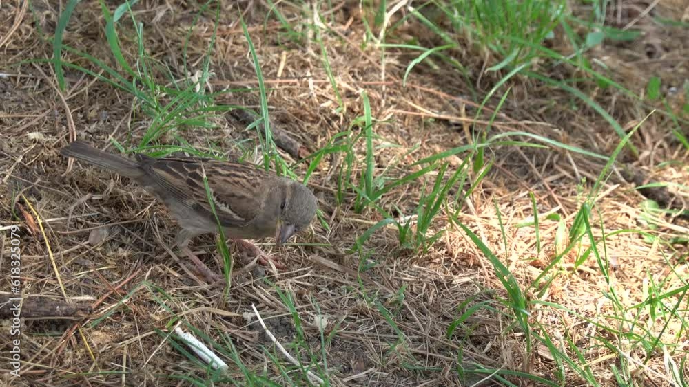 The sparrow feeds on bread on the ground The sparrow feeds on bread on the ground