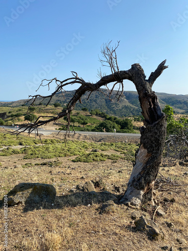  A dried old olive tree with aesthetic curves in Gokceada  Imbros island  Canakkale Turkey