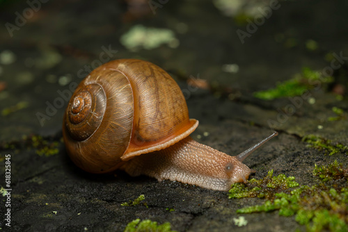 snail on a rotten stump