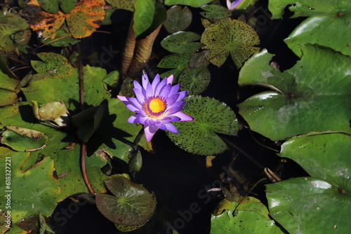 Blue purple lotus with dragon fly