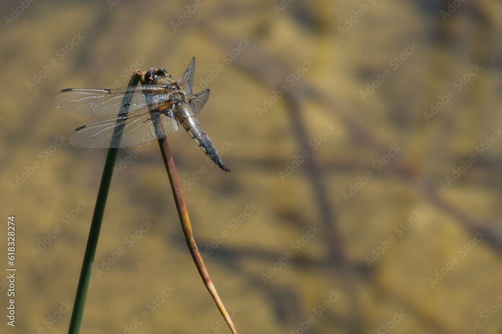Four Spotted Skimmer Dragonfly sitting on a grass stalk. Brown and grey body with four wings. Four Spotted Skimmer Dragonfly sitting on a grass stalk. Brown and grey body with four wings.