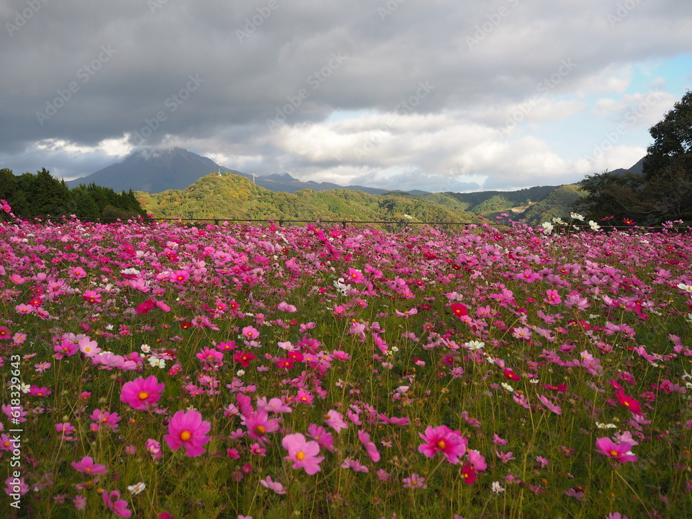 Tottori Hanakairo Flower Park, Enjoy beautiful flowers and a view of mount Daisen