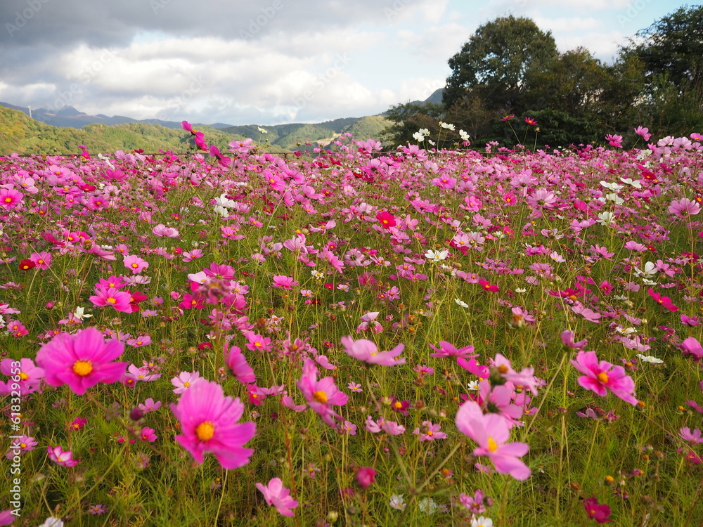 Tottori Hanakairo Flower Park, Enjoy beautiful flowers and a view of mount Daisen Tottori Hanakairo Flower Park, Enjoy beautiful flowers and a view of mount Daisen
