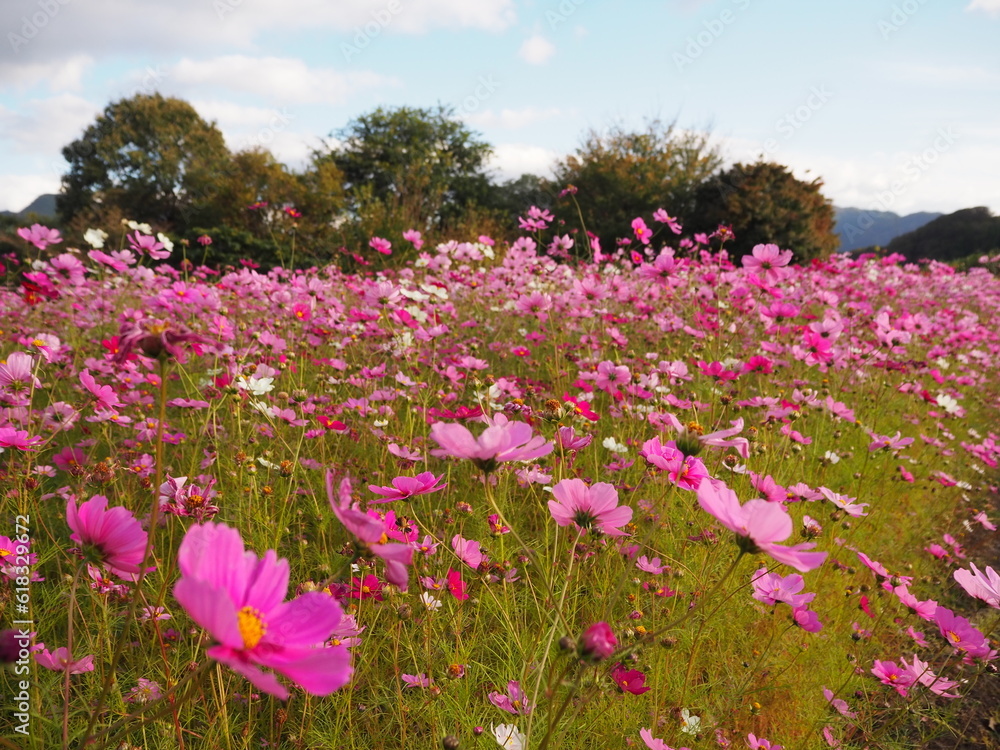 Tottori Hanakairo Flower Park, Enjoy beautiful flowers and a view of mount Daisen Tottori Hanakairo Flower Park, Enjoy beautiful flowers and a view of mount Daisen