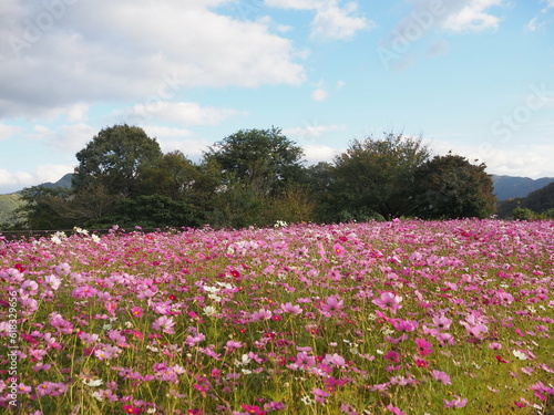 Wallpaper Mural Tottori Hanakairo Flower Park, Enjoy beautiful flowers and a view of mount Daisen Torontodigital.ca