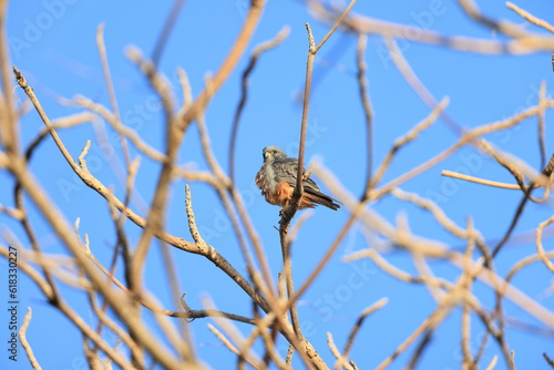 American kestrel (Falco sparverius dominicensis) in Jamaica photo