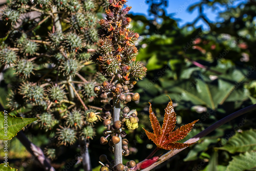 Ricinus communis L. plant, known as castor bean, on a farm in Brazil. It is a plant of the euphorbiaceae family, whose main product is castor oil in medicine and used as raw material for biodiesel Ricinus communis L. plant, known as castor bean, on a farm in Brazil. It is a plant of the euphorbiaceae family, whose main product is castor oil in medicine and used as raw material for biodiesel