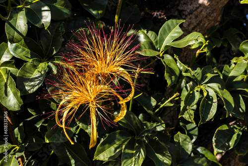 Flower of exotic fruit Monguba (pachira aquatica) in Brazil photo