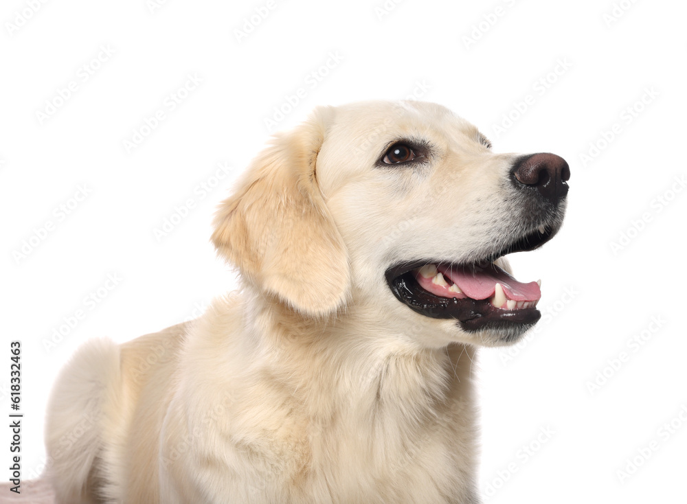 Cute Labrador Retriever showing tongue on white background Cute Labrador Retriever showing tongue on white background