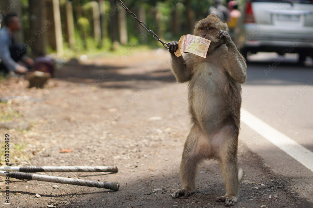 animal abuse or cruelty image. macaque monkey who is trained for street ...