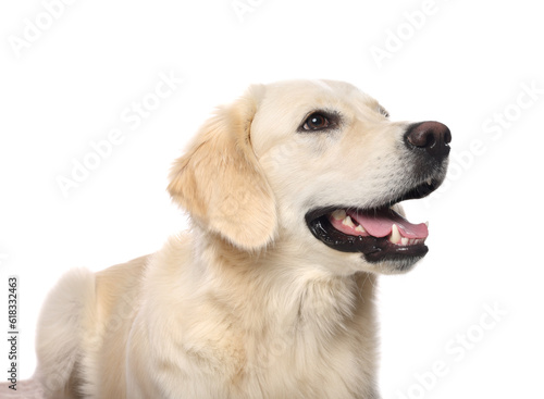 Cute Labrador Retriever showing tongue on white background © New Africa