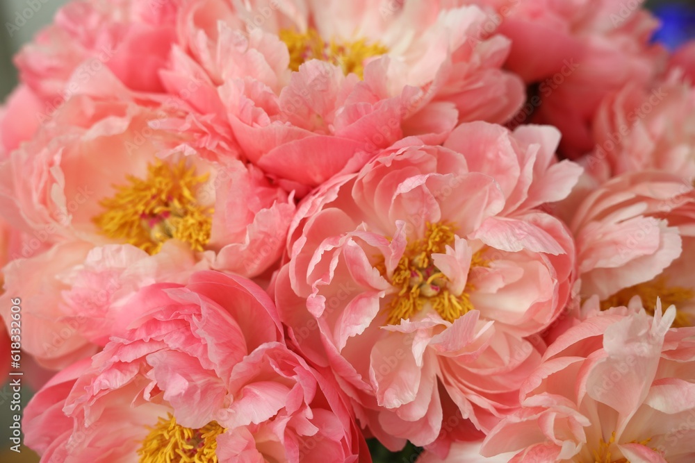 Many beautiful pink peony flowers, closeup view