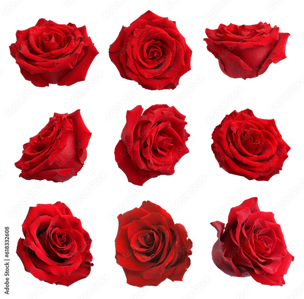 Naklejka premium Set with red rose buds isolated on white