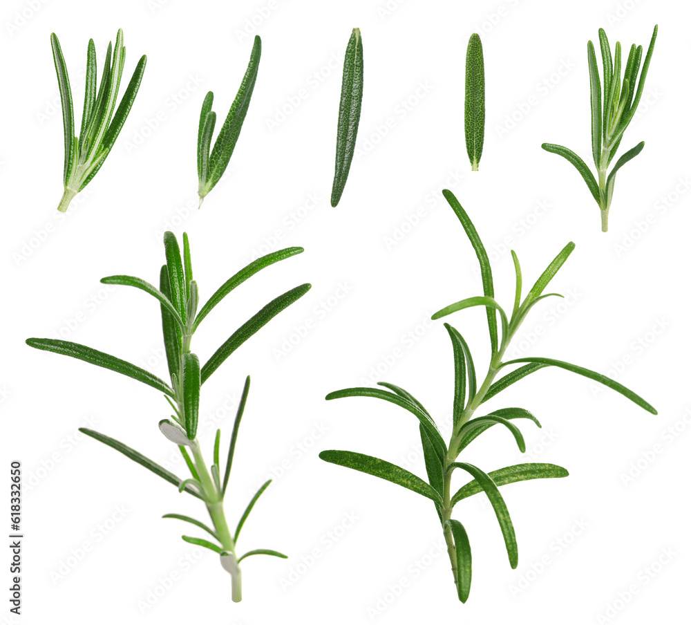 Obraz premium Set with fresh rosemary isolated on white