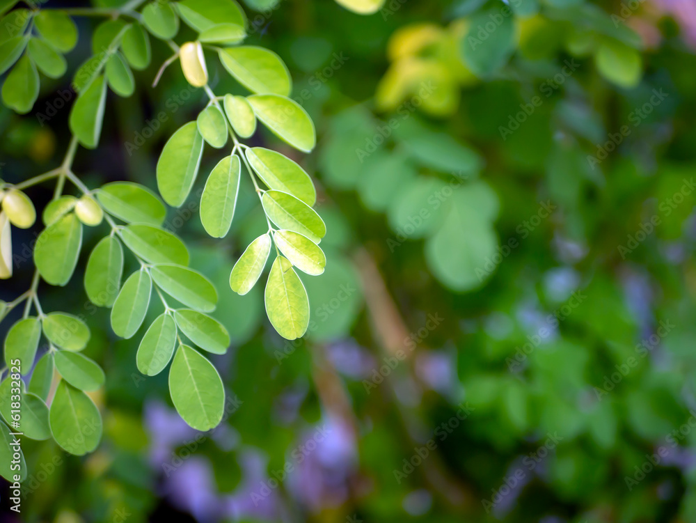 Kelor or Drumstick tree, Moringa oleifera, green leaves selected focus Kelor or Drumstick tree, Moringa oleifera, green leaves selected focus
