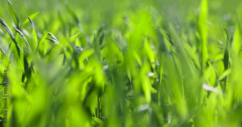 agricultural field with green wheat in the spring season, green young wheat in the spring season in sunny weather agricultural field with green wheat in the spring season, green young wheat in the spring season in sunny weather