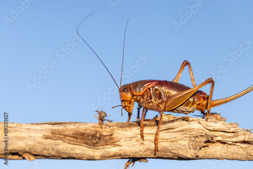 Golden brown female cricket with long antennae on a stick in evening light