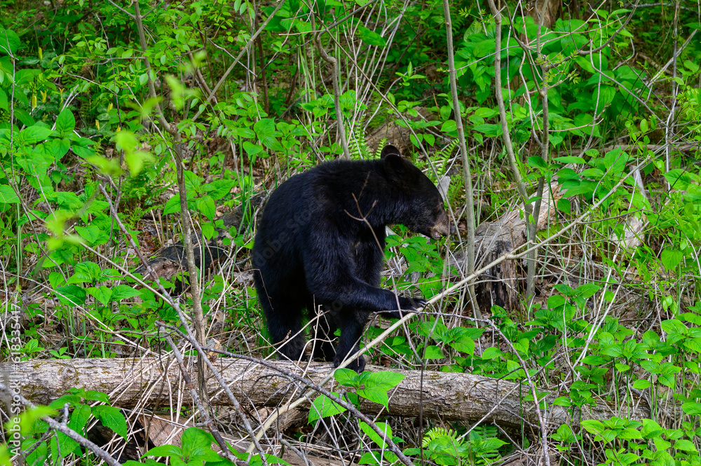 Black Bear by the Roaring Fork Motor Trail. Black Bear by the Roaring Fork Motor Trail.