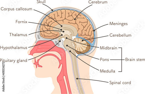 brain、cerebrum、cerebellum、midbrain、pons、medulla、brain stem、illustration photo