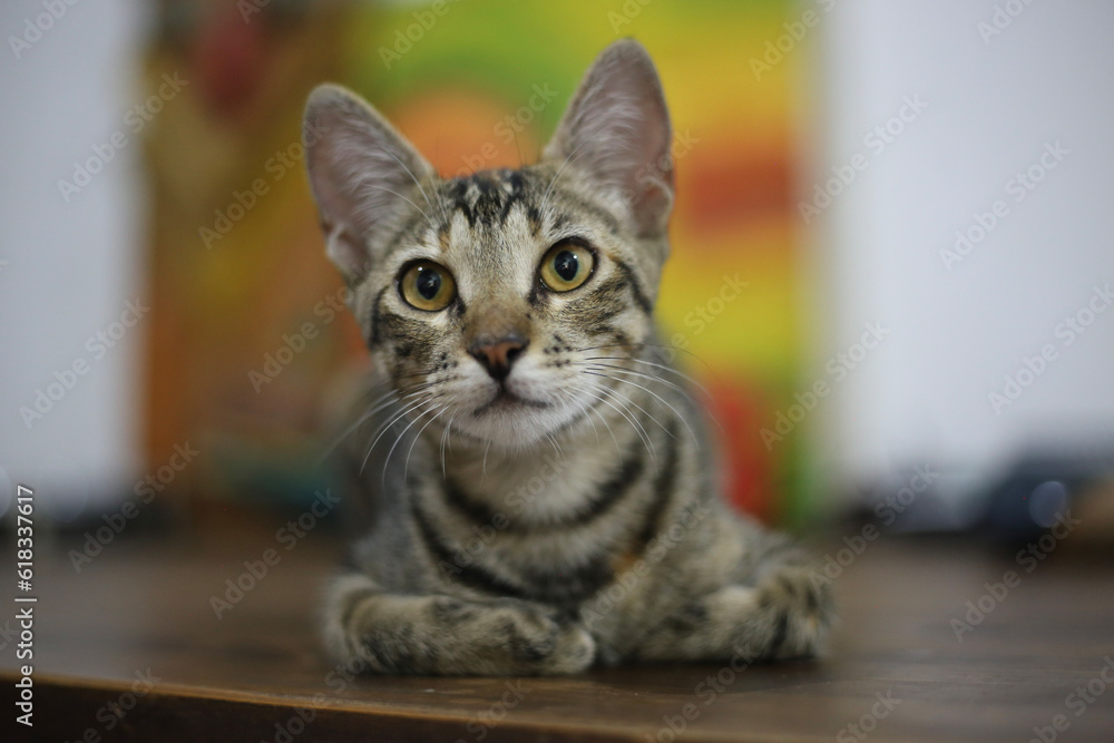 O olhar cativante de uma gatinha tigrada O olhar cativante de uma gatinha tigrada