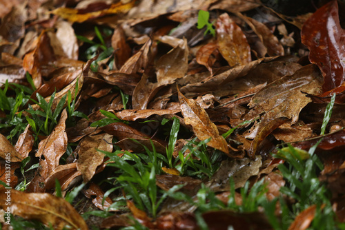 A efemeridade da natureza: folhas secas de canela branca, delicadamente molhadas pela chuva, espalhadas pelo chão