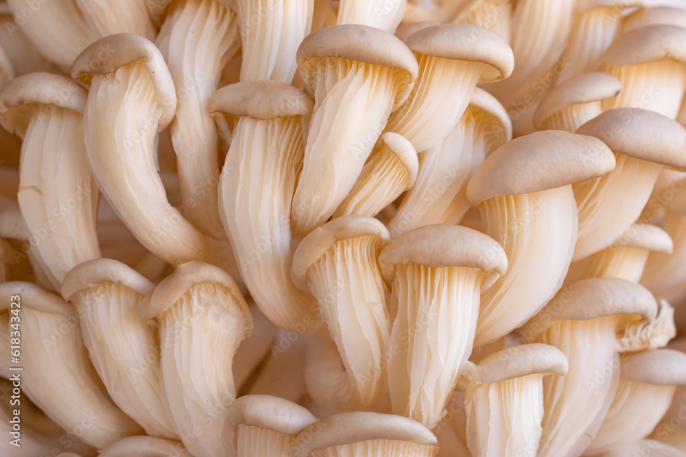 White Shimeji mushroom with a prominent side view and positioned like a