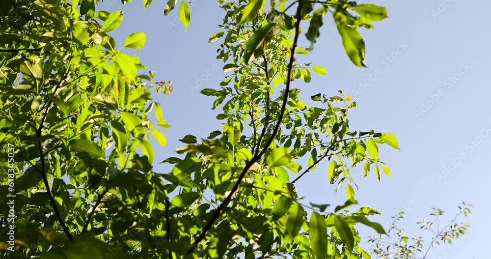 green walnut foliage in the spring season after flowering, the first beautiful and clean walnut foliage in sunny weather green walnut foliage in the spring season after flowering, the first beautiful and clean walnut foliage in sunny weather