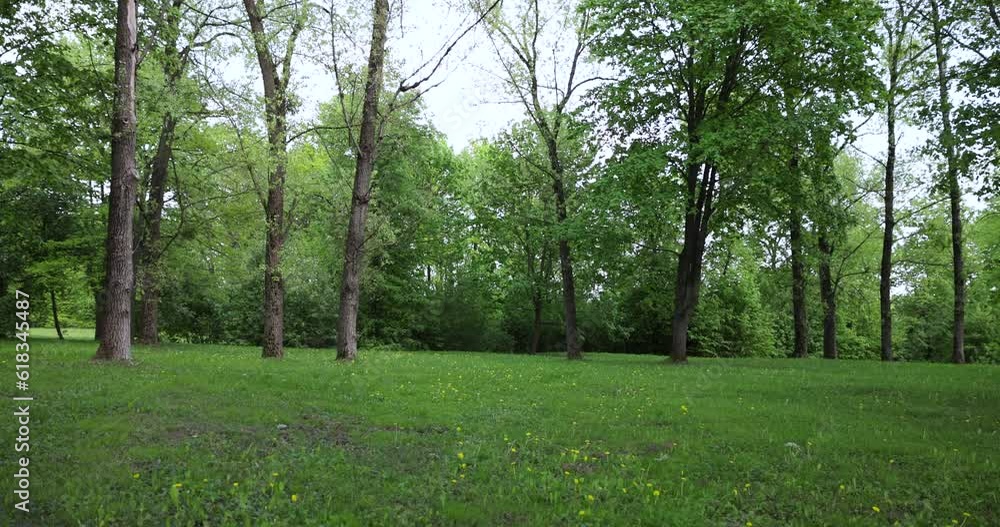 deciduous trees in the park in cloudy spring weather, poorly illuminated by sunlight trees in the spring park deciduous trees in the park in cloudy spring weather, poorly illuminated by sunlight trees in the spring park