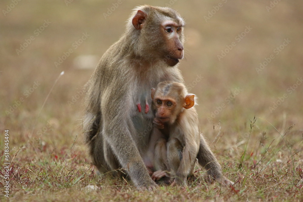 Baby monkey with his caring mother	
