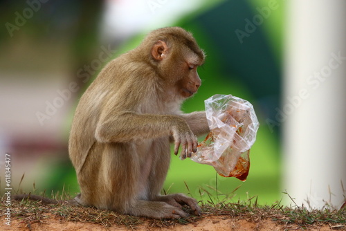 Plastic pollution in the jungle environmental problem. Monkey eating Macaque can eat plastic bags mistaking them for food. plastic waste. nature.Green background