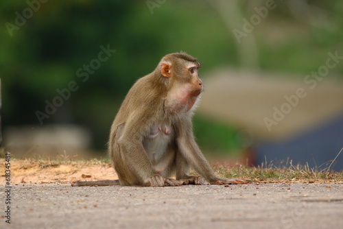 Female Monkey Sitting on the ground.