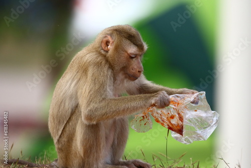 Plastic pollution in the jungle environmental problem. Monkey eating Macaque can eat plastic bags mistaking them for food. plastic waste. nature.Green background